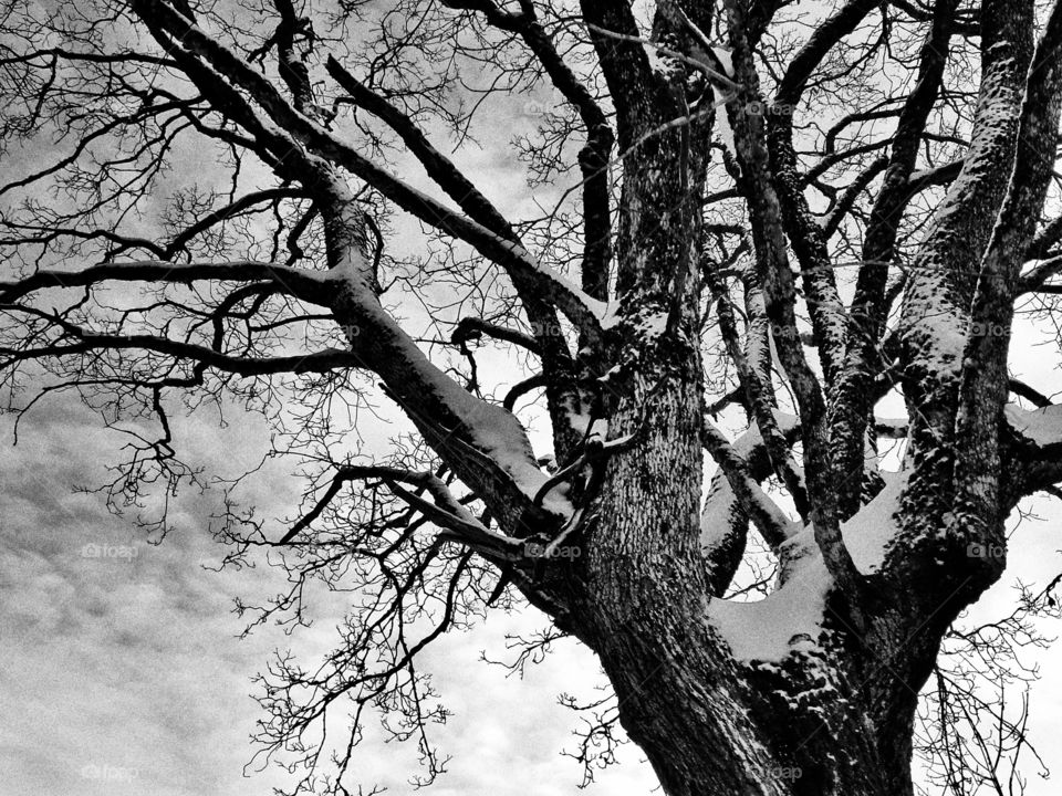 Winter tree,  black and white