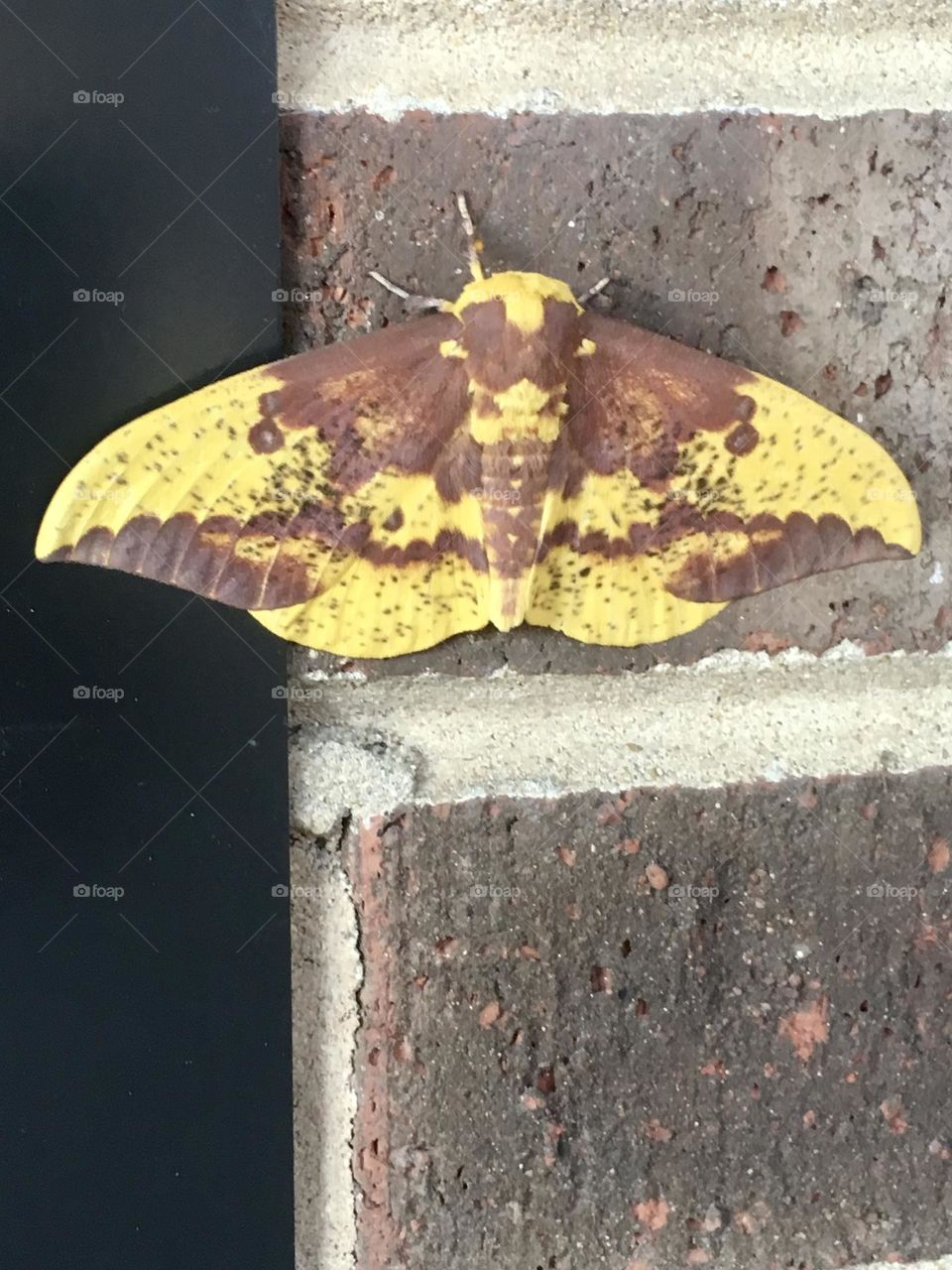 Large Imperial moth on brick wall