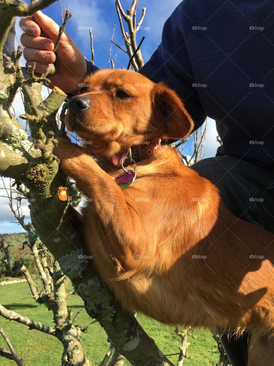 Tree climbing dog