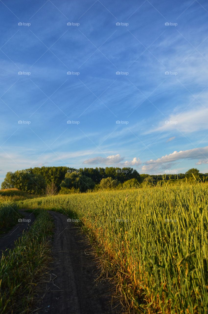 The road leading to the field