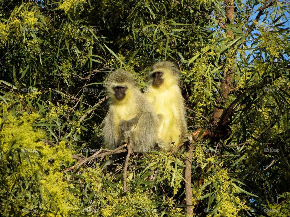 Monkeys hanging in a tree! 