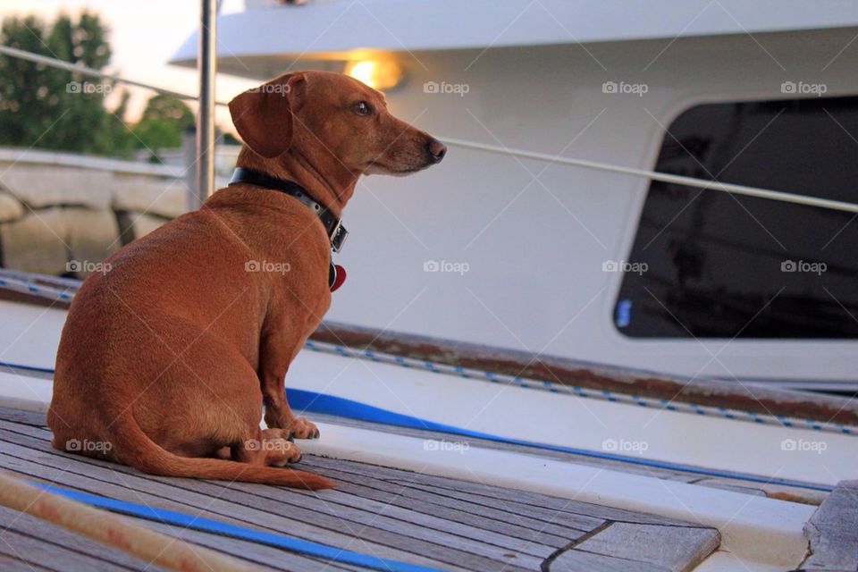 Sea dog in Maine