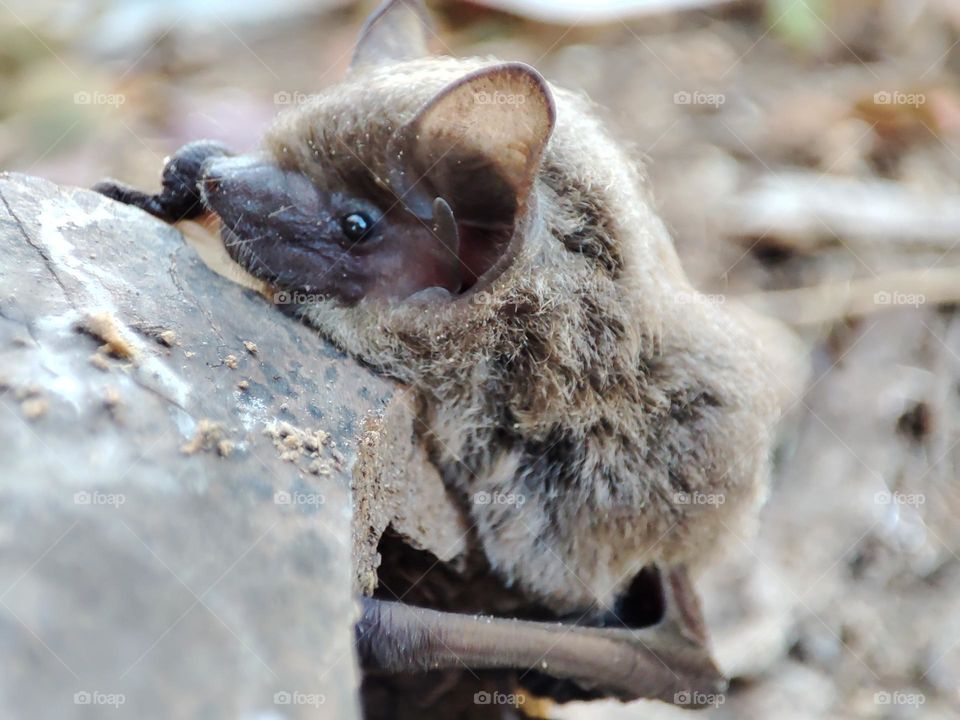 Portrait of a Bat