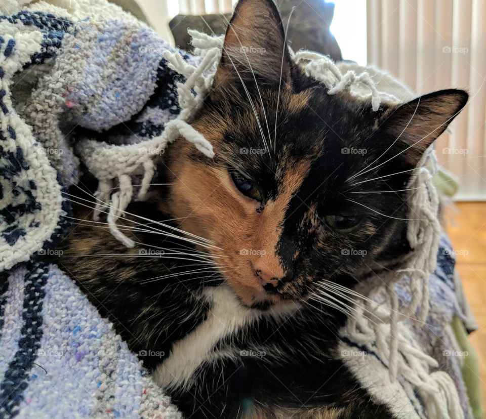 Cat in a Blanket