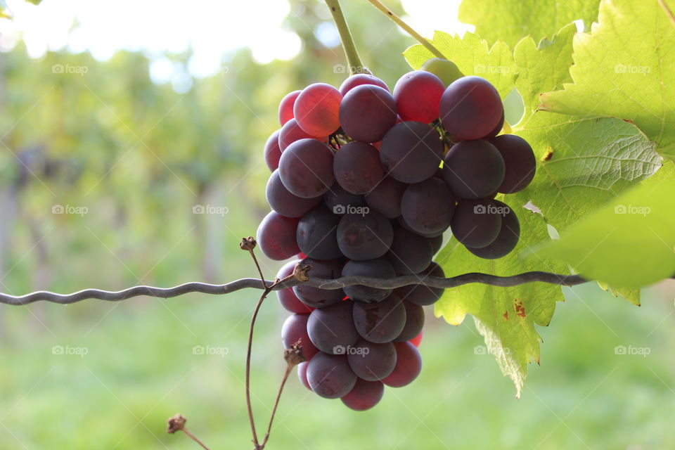 Grapes 