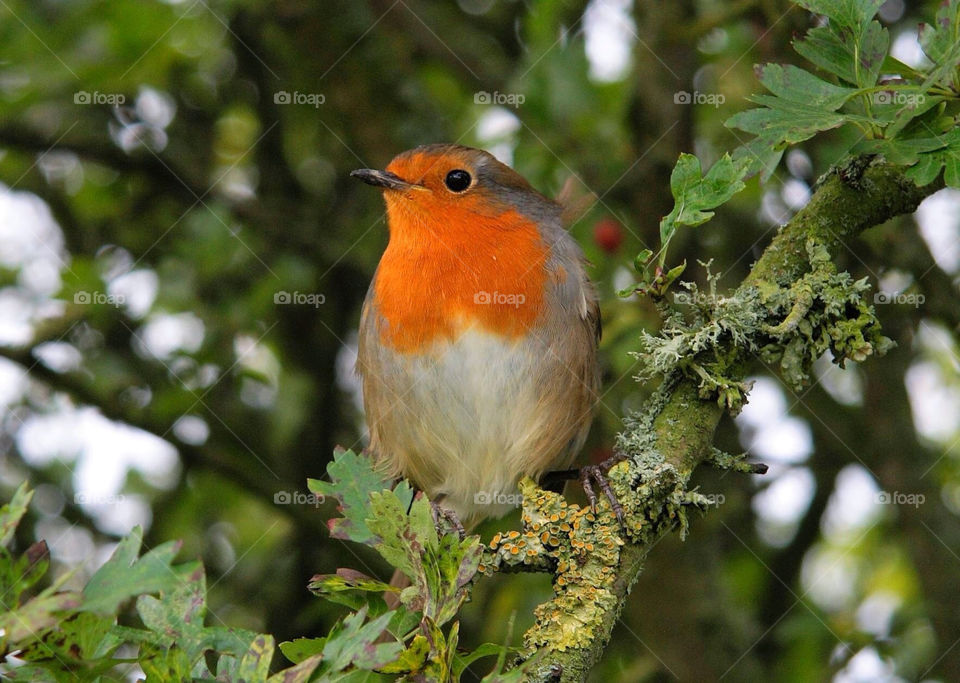 robin red breast winter red christmas by pandahat