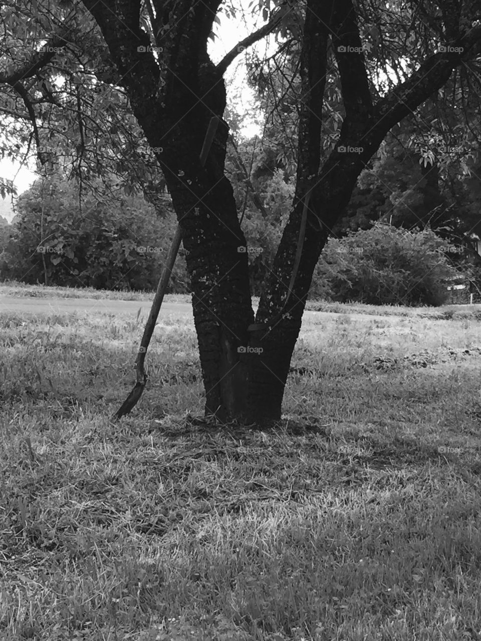 Tree, No Person, Landscape, Park, Wood