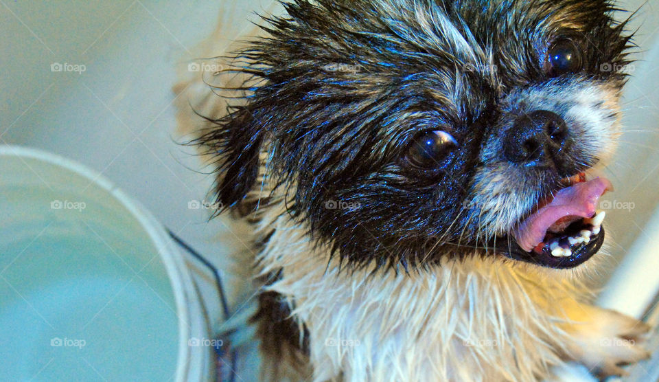 Pekingese dog getting a refreshing bath