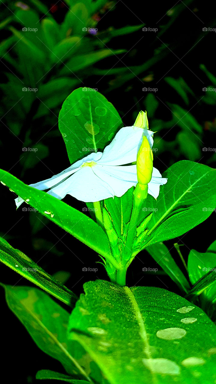 this a beatiful? thanks for 🌟🌟🌟🌟🌟