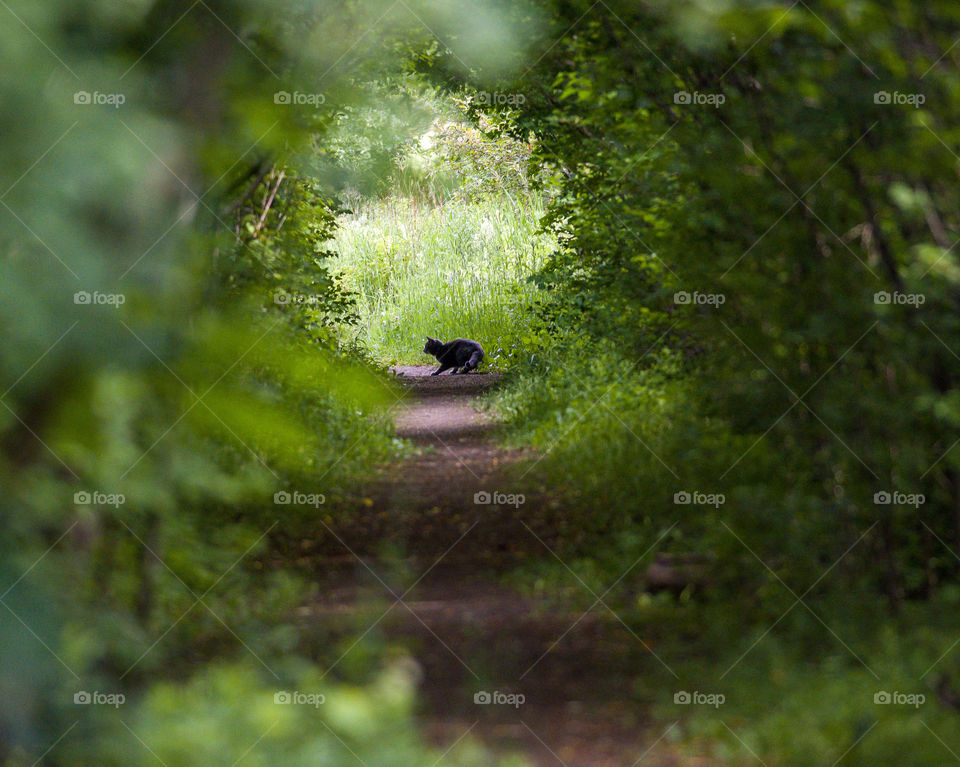 At the end of the tunnel... there was a ... cat