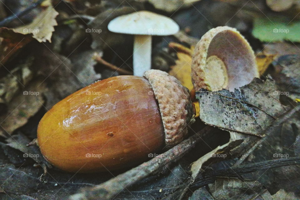 Acorn