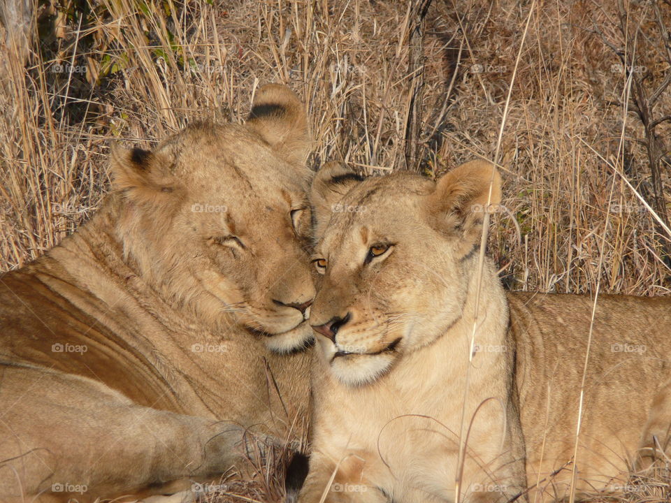 Two lions romantically cuddling together.