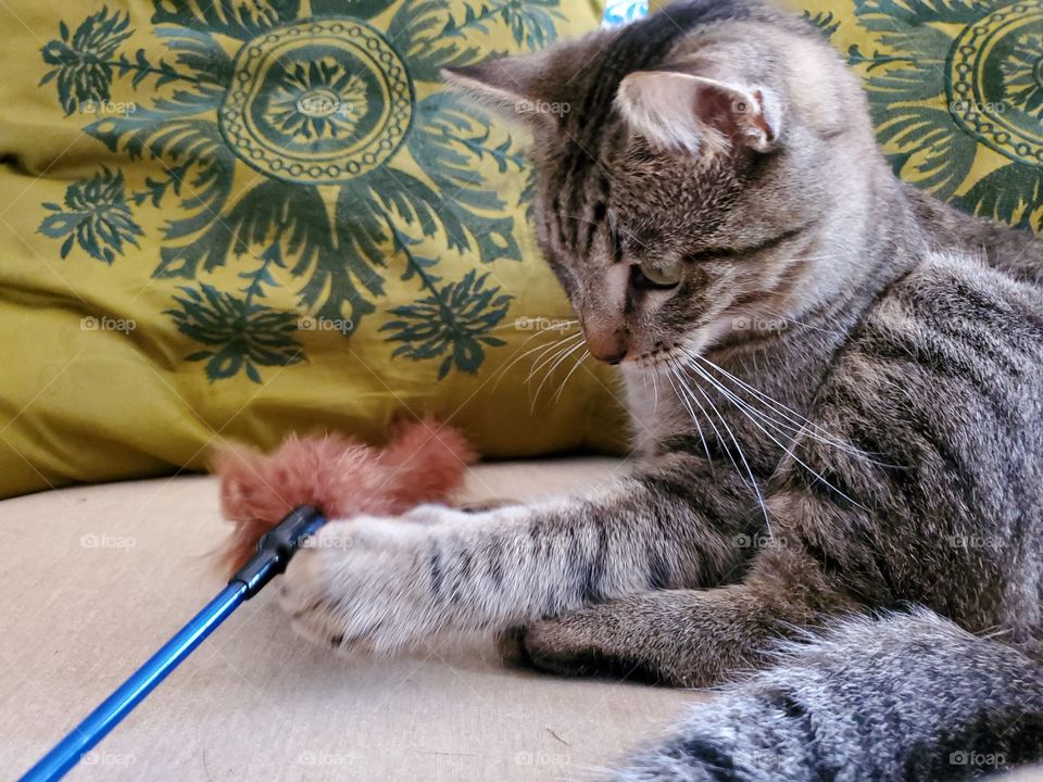 Tabby cat playing with faux fur toy