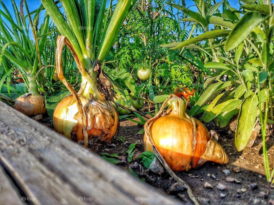 Yellow Onions