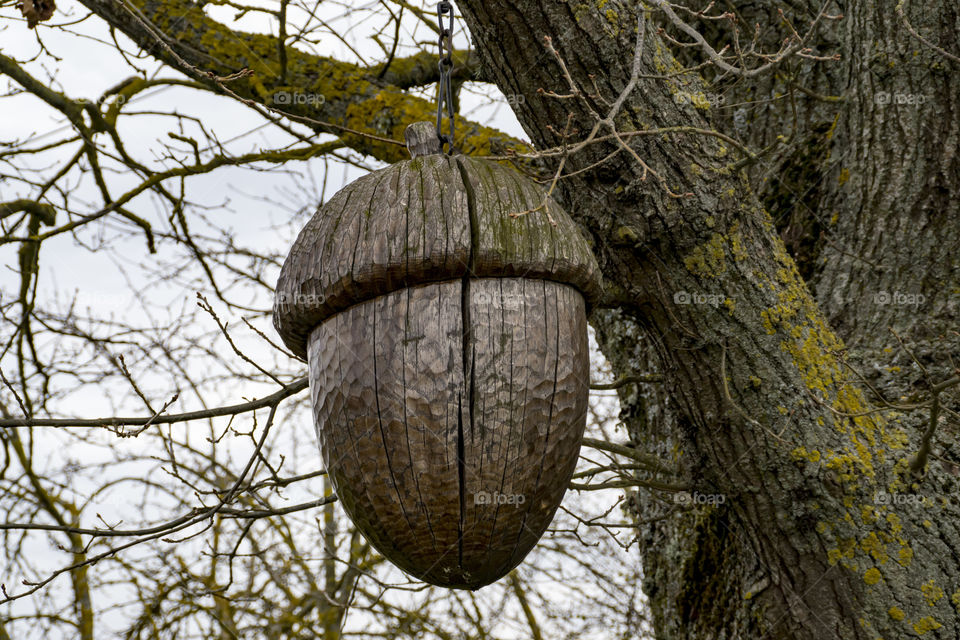 wooden nut