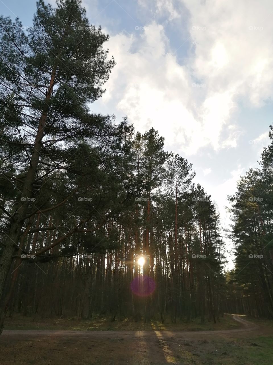 Sun lights through the trees