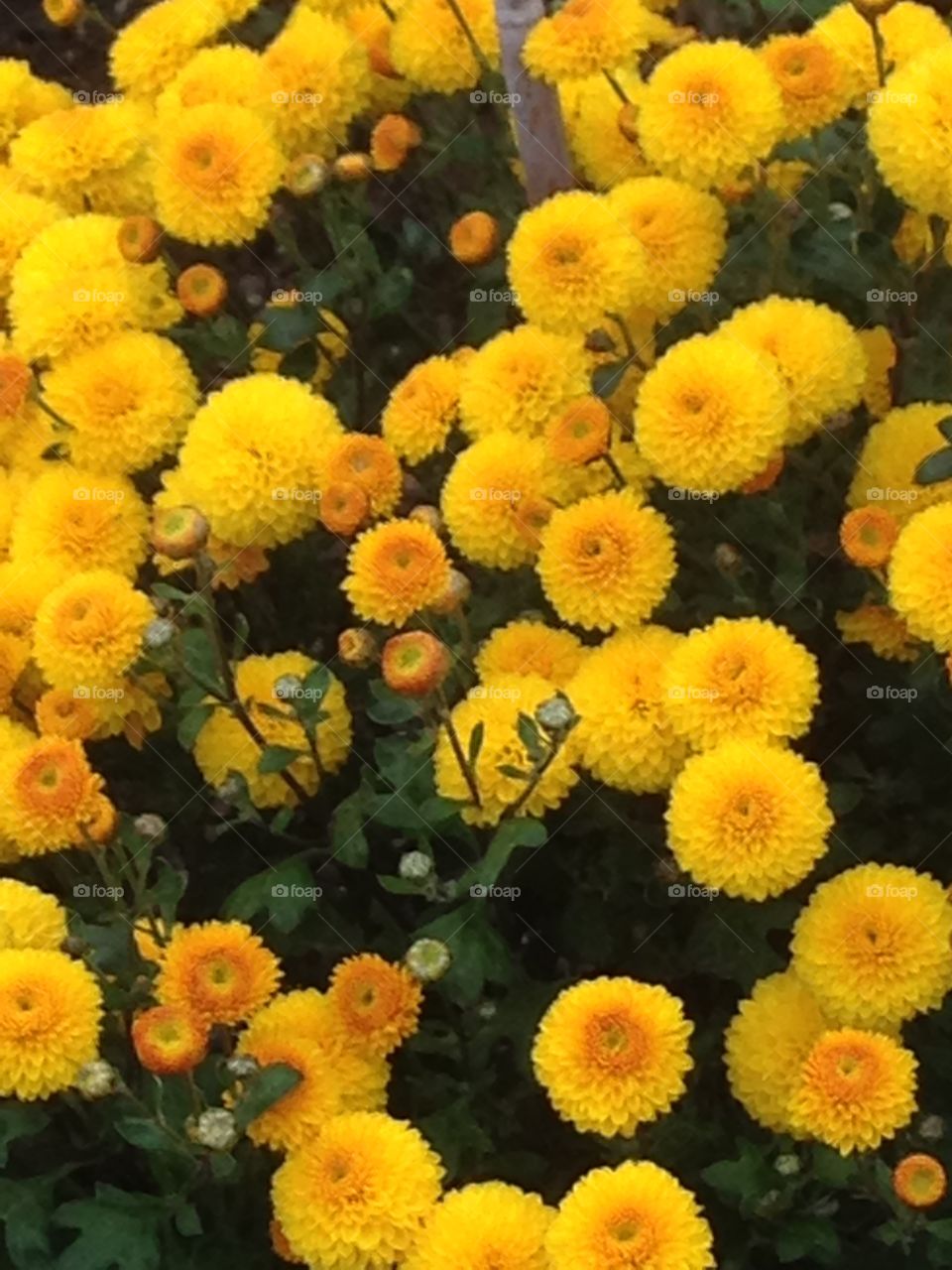 Yellow chrysanthemum