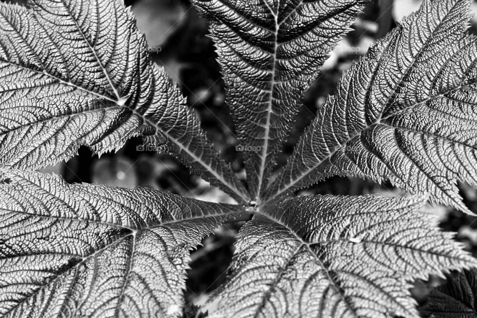 Black and white photo of a plant with large leaves