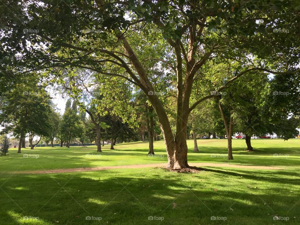 Trees in the park 