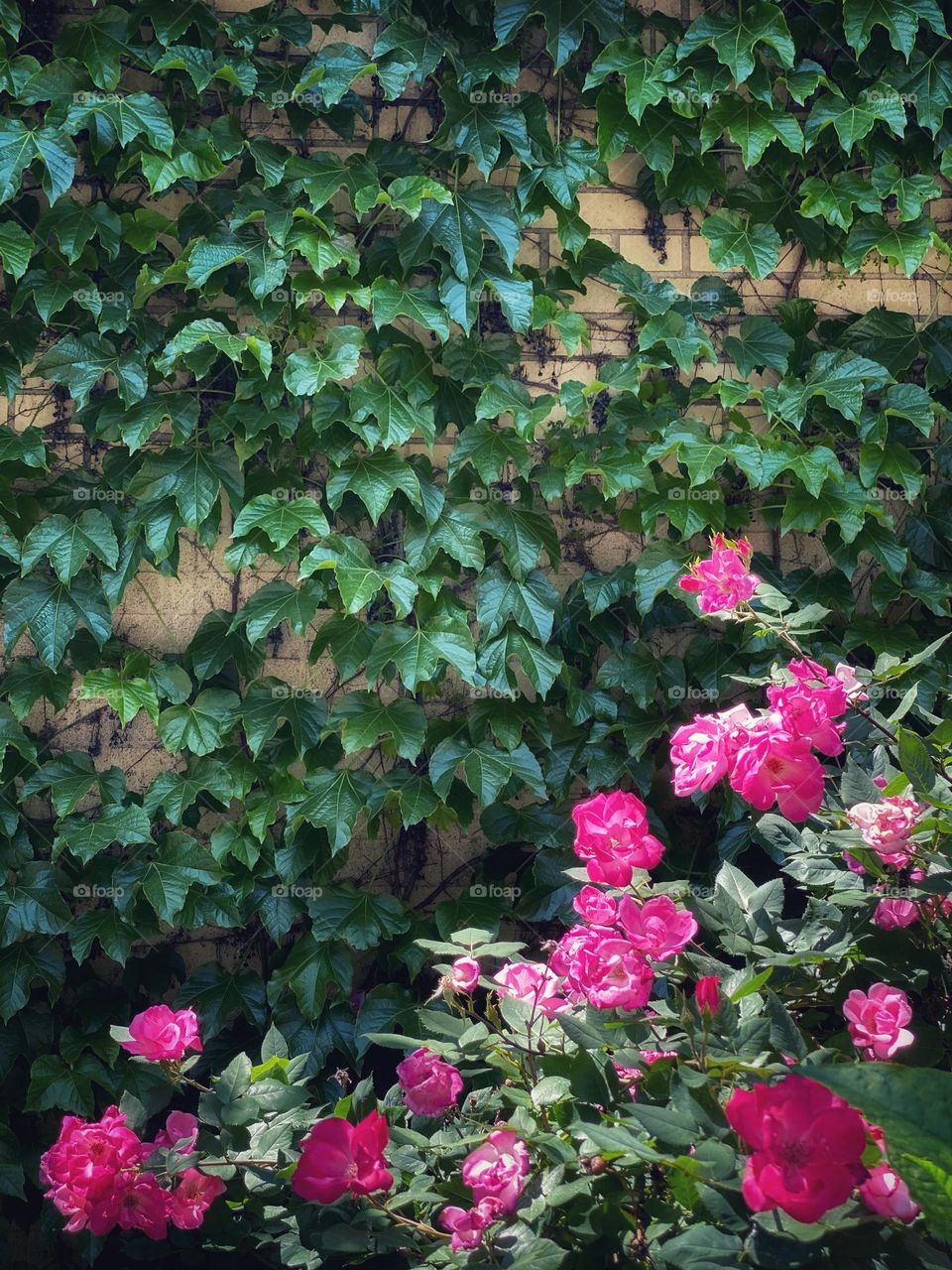 Pink roses and Ivy plants background.