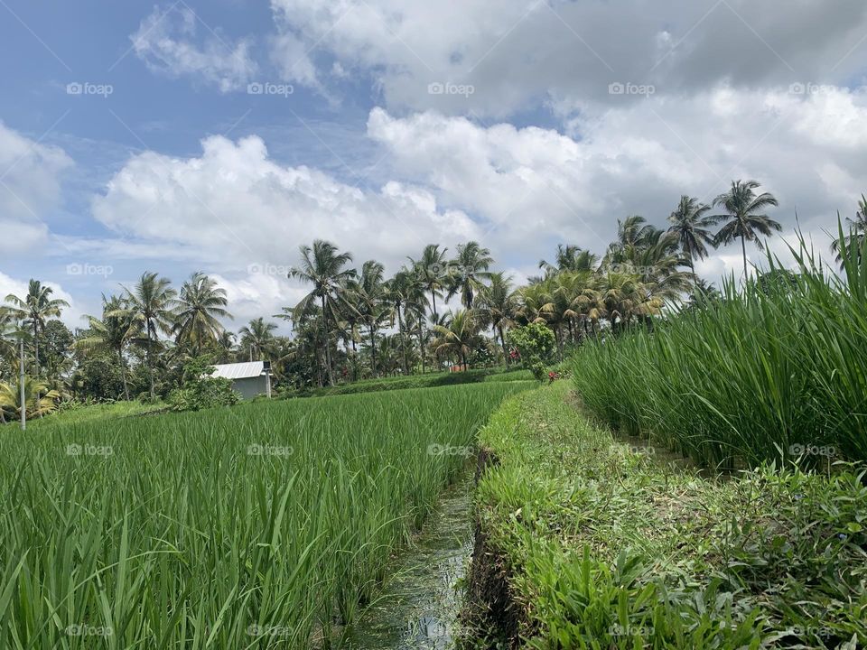Rice harvesting in bali 