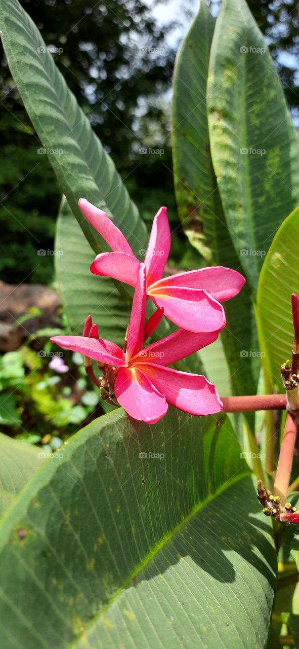 Beautiful Flowers #Natural Picture