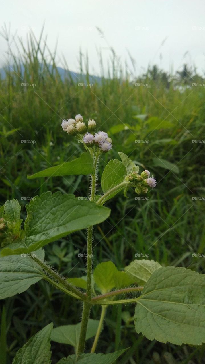 Wild flower