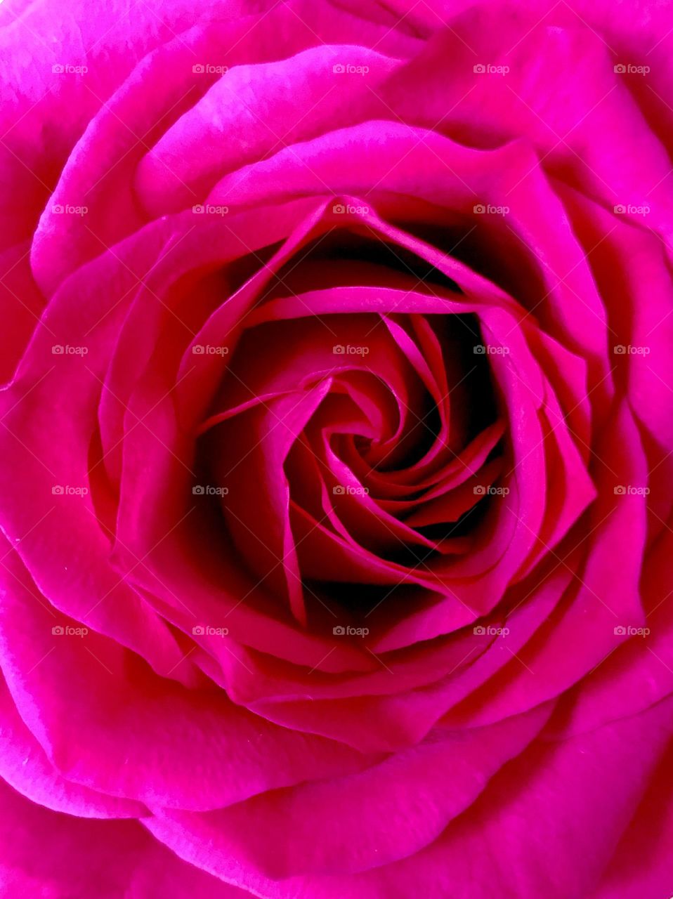 Close up rose 