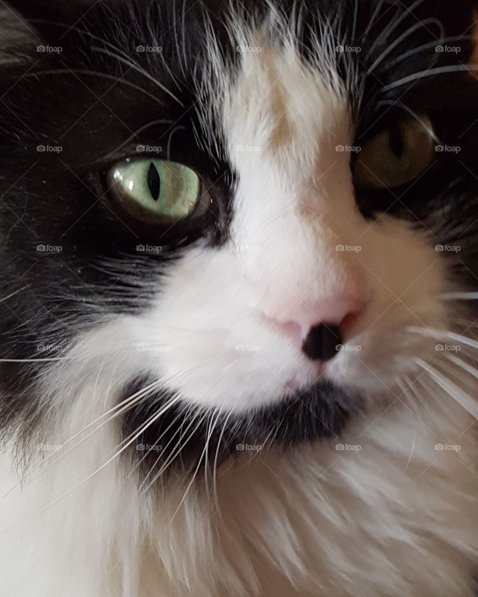black and white cat eyes
