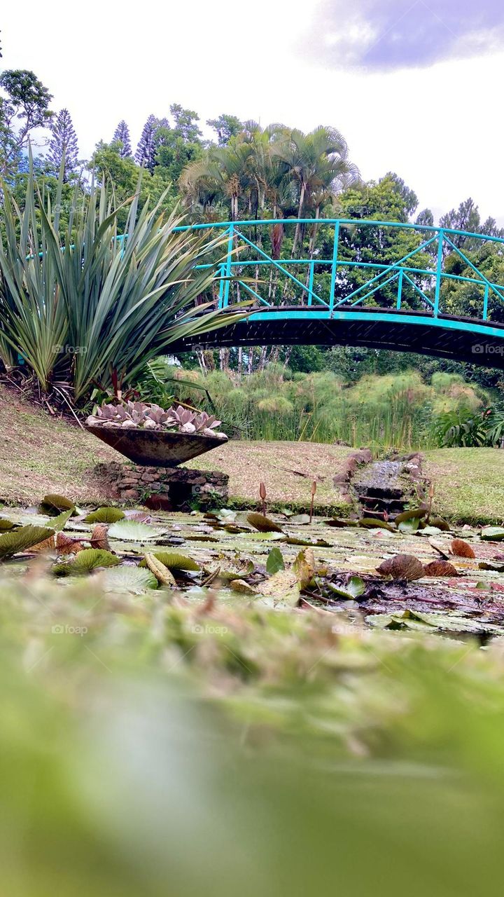 Garden - Jardim do Anahata 