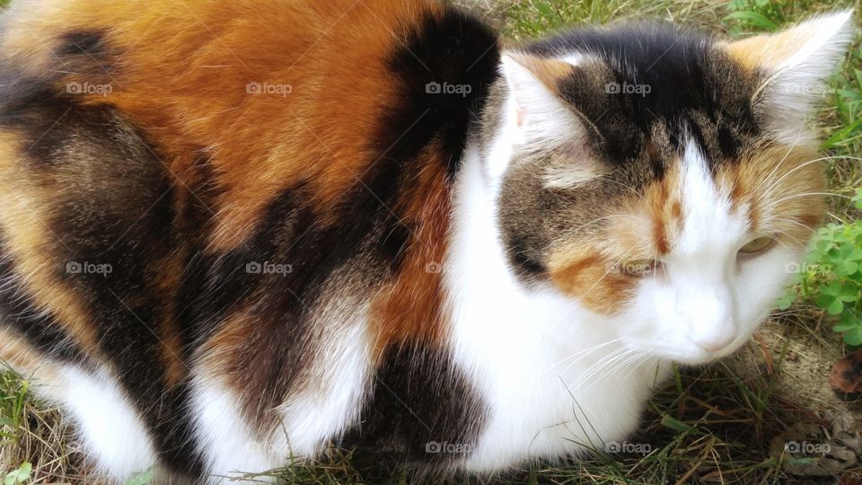 Calico Cat