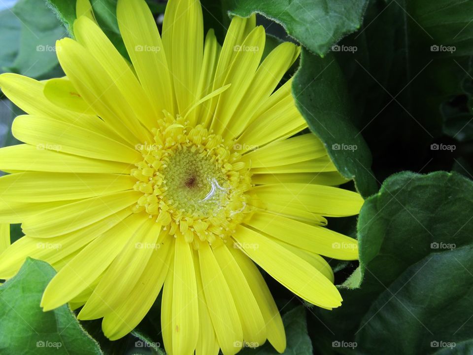 Close-up of yellow sunflower