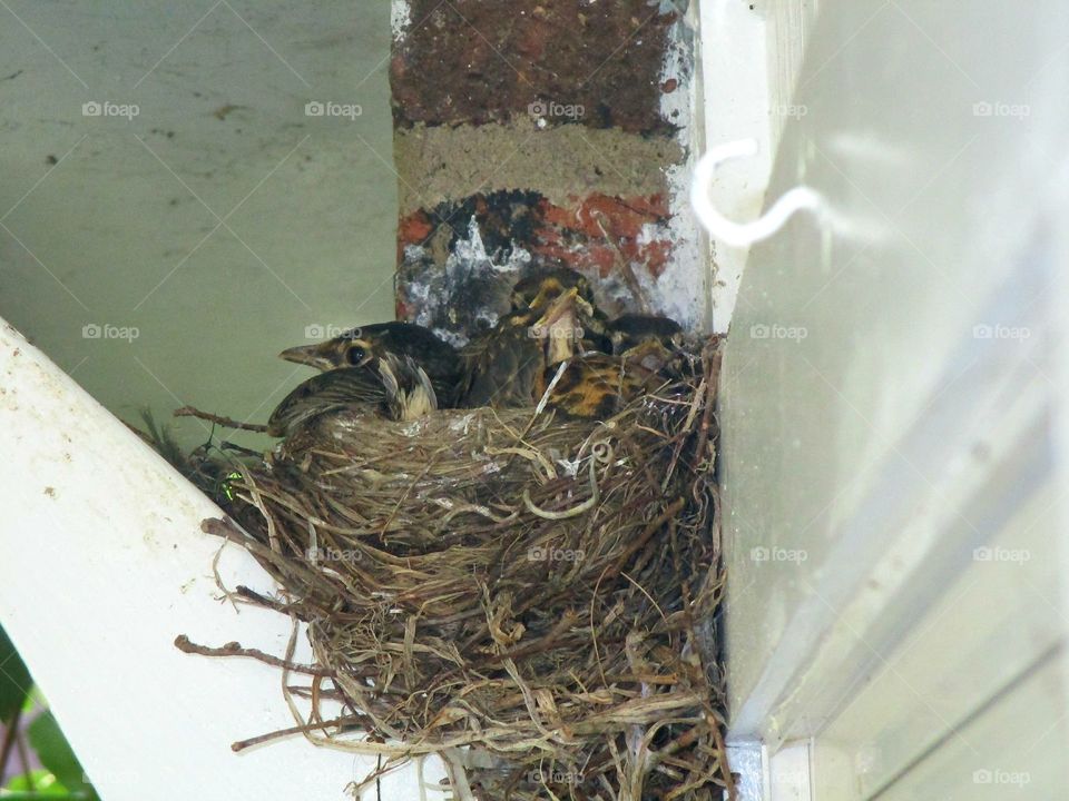 baby birds chirping in a nest