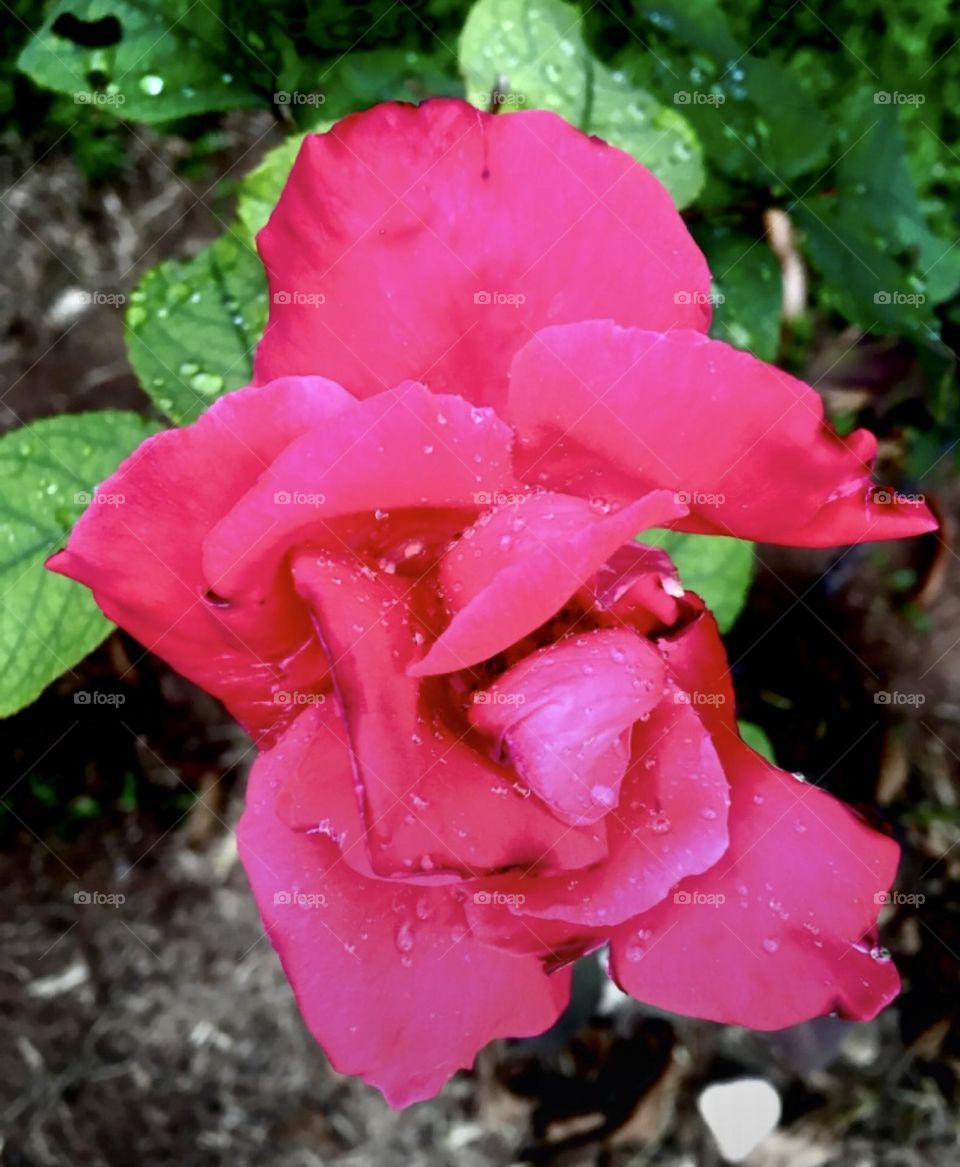 🌹 🇺🇸 Very beautiful flowers to brighten our day.  Live nature and its beauty. Did you like the delicate petals? / 🇧🇷 Flores muito bonitas para alegrar nosso dia. Viva a natureza e sua beleza. Gostaram das pétalas delicadas? 