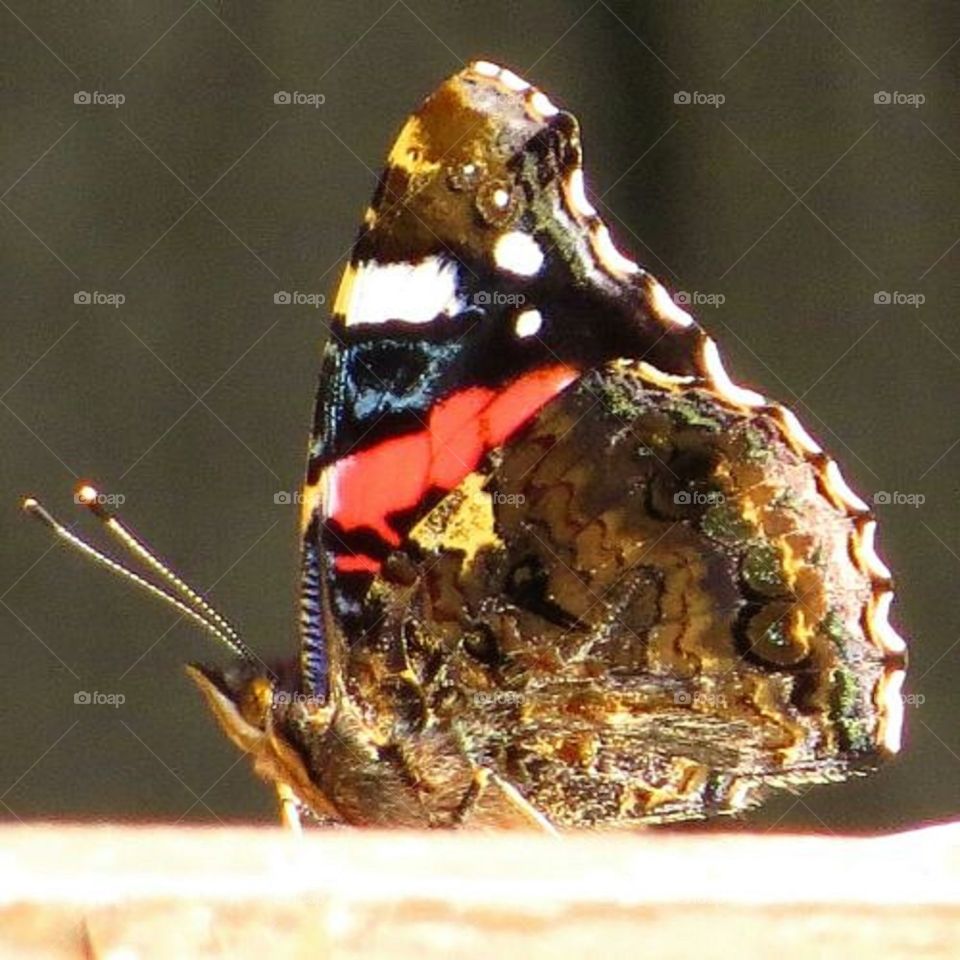 Close of colourful butterfly