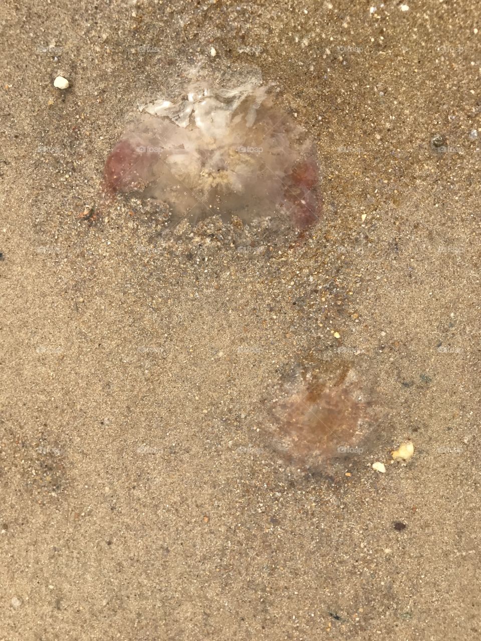 Jellyfish 