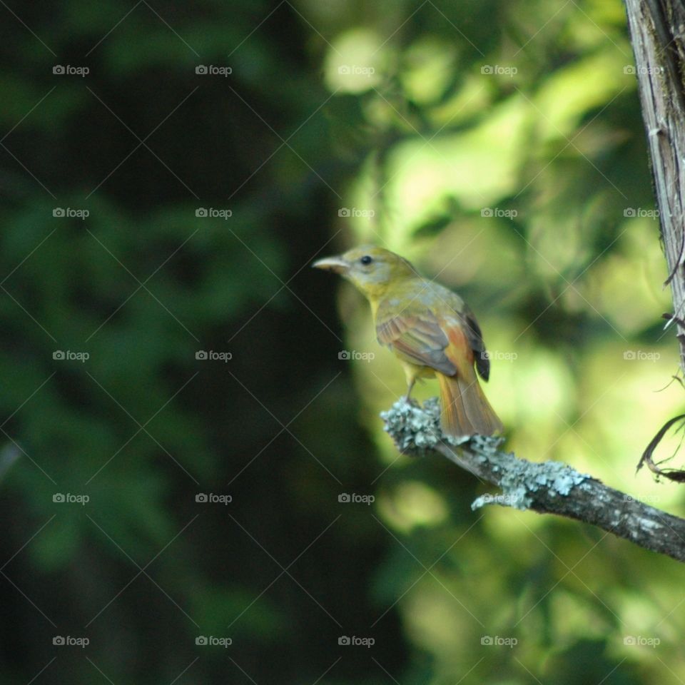 summer tanager