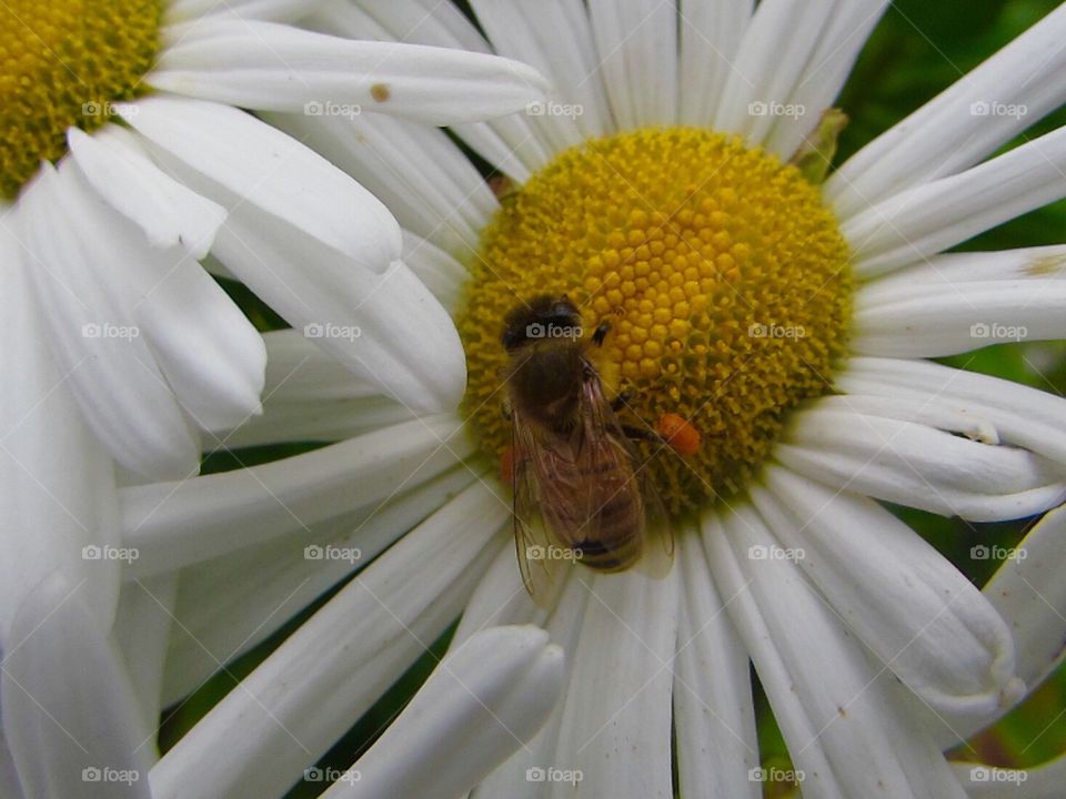 Close-up of bee pollinating on white daisy