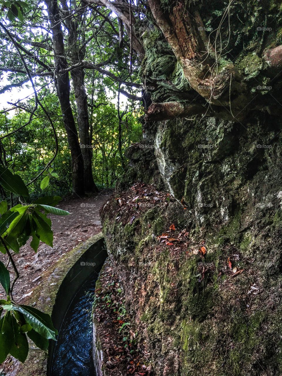 Madeira Island - levadawalk - Vereda dos Balcões - Portugal