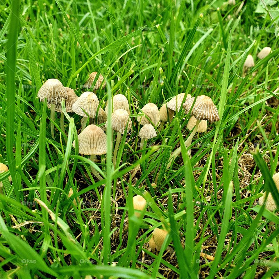 Group of mushrooms in the tall green grass