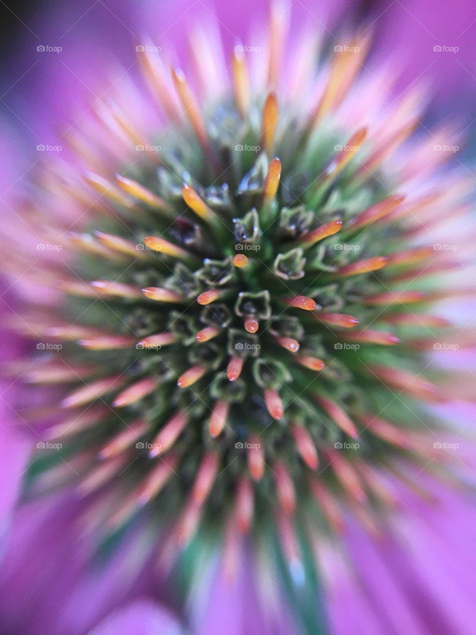 Coneflower macro shot