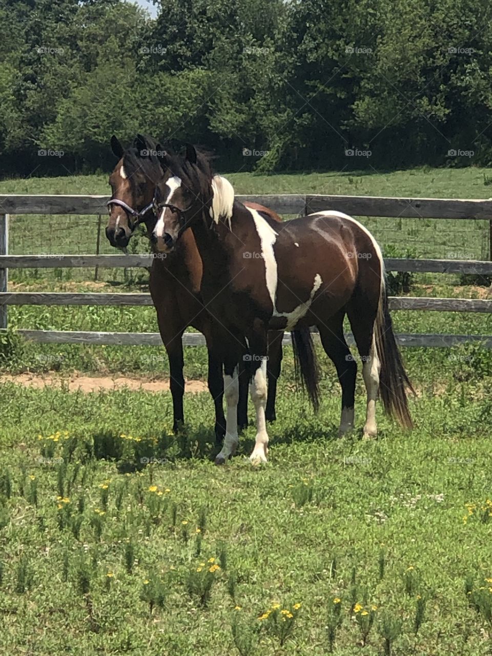 SC local treasure; shown here are Chero & Cochese, 2 Paso Finos. The smaller one is Cochese at 2yrs of age & Chero at 11yrs of age.  Seeing these beautiful animals bond is incredible and I’m glad I got to see them together. Sweet Southern style 🐎
