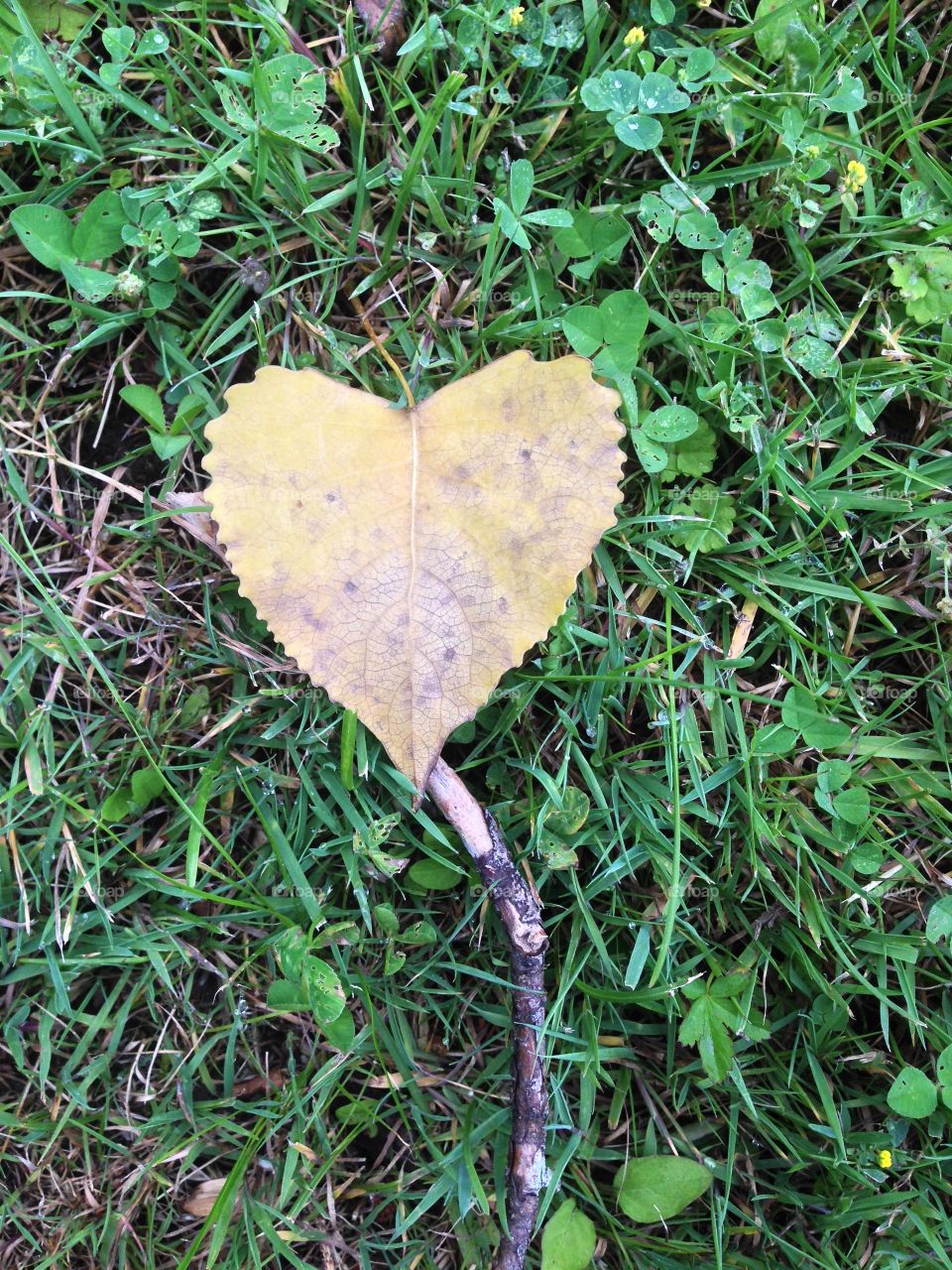 Leaf heart