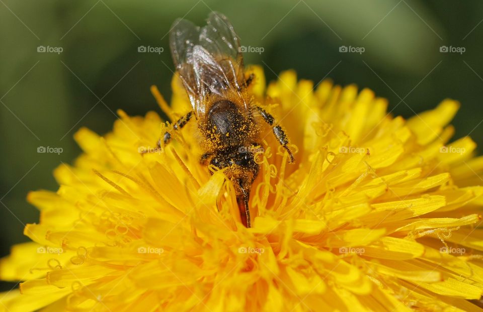 Overhead view of bee on yellow flower