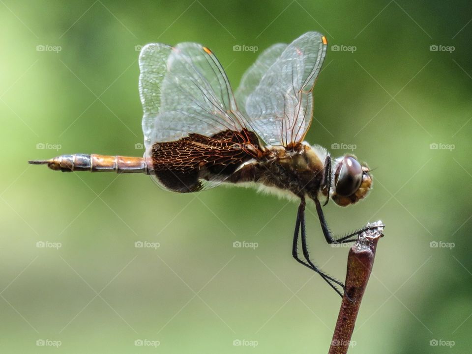 Dragonfly