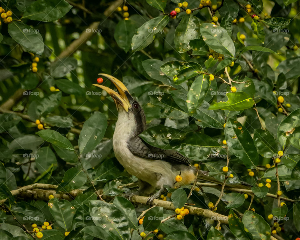 Srilankan ash hornbill with fruit in bill