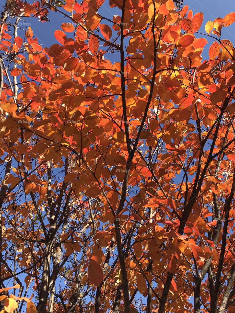 Fall Foliage 