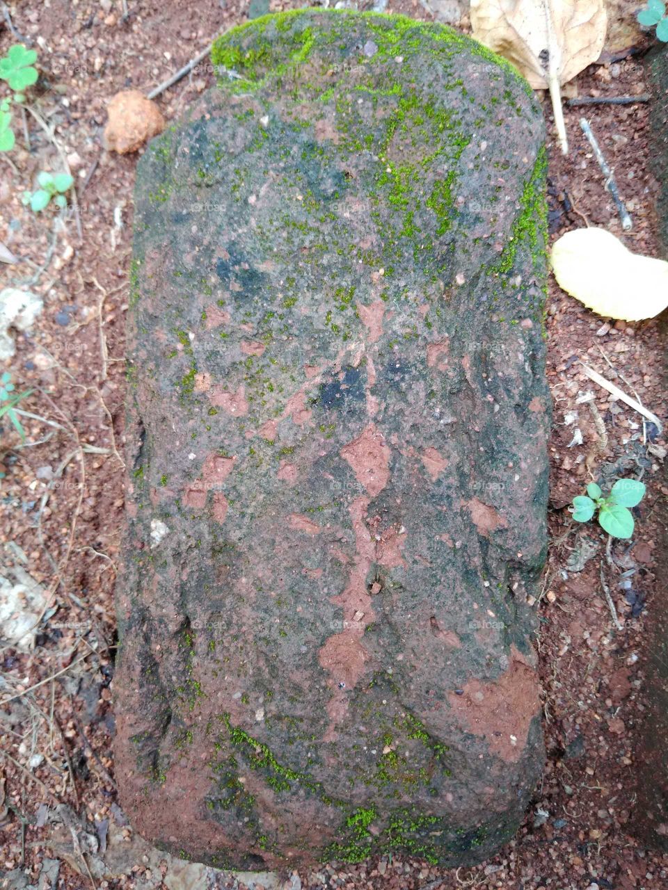 a brick in my garden forming algie on it