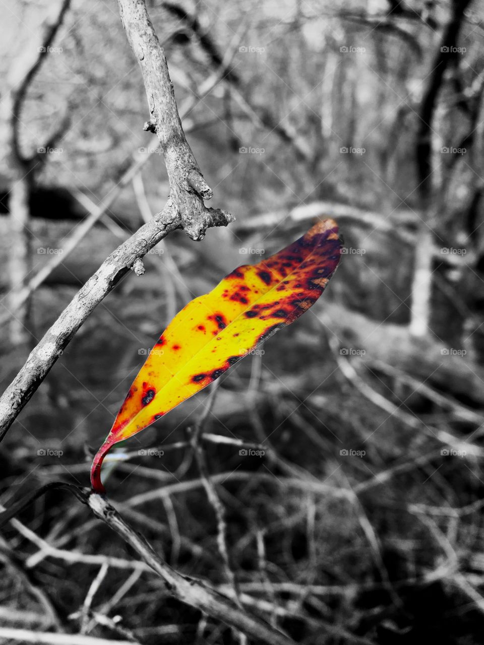 Color pop of s single vivid leaf during winter in the forest 