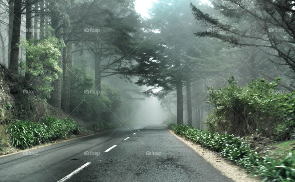 Road into Misty Eucalyptus Forest